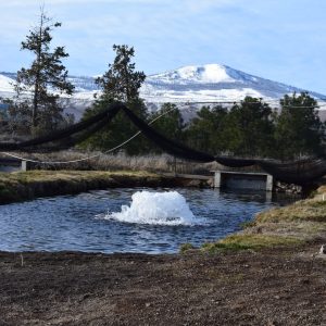 Kasco 5.1AF 5 HP Surface Aerator (240V)