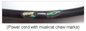 Power cord with muskrat chew marks